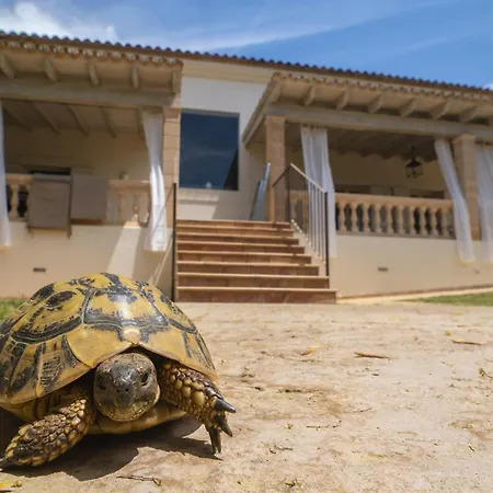 Tortuga Con Piscina Manacor (Mallorca)